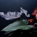 Philodendron Lisa / Majesty