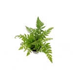 Polystichum tsus - simense - S
