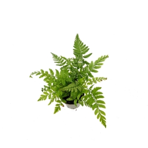 Polystichum tsus - simense/ paprotnik chiński