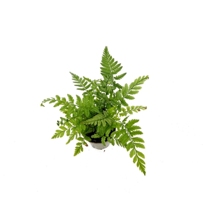 Polystichum tsus - simense - S