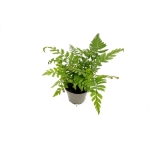 Polystichum tsus - simense - S
