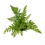 Polystichum tsus - simense - S