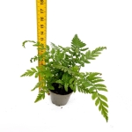 Polystichum tsus - simense - S