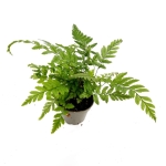 Polystichum tsus - simense - S