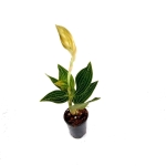 Ludisia discolor "Spiderman alba" - XL