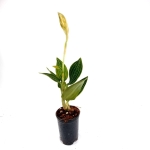 Ludisia discolor "Spiderman alba" - XL