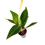 Ludisia discolor "Spiderman alba" - XL