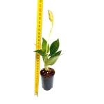 Ludisia discolor "Spiderman alba" - XL