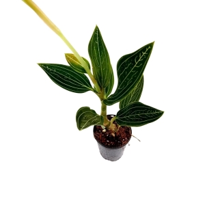 Ludisia discolor "Spiderman alba"