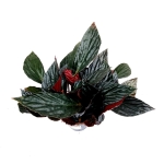 Begonia hatacoa var. rubrifolia (U639) - XL