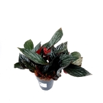 Begonia hatacoa var. rubrifolia (U639) - XL