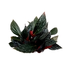 Begonia hatacoa var. rubrifolia (U639) - XL