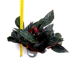 Begonia hatacoa var. rubrifolia (U639) - XL