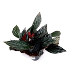 Begonia hatacoa var. rubrifolia (U639) - XL