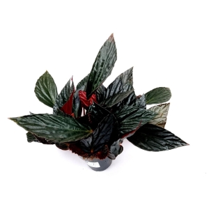 Begonia hatacoa var. rubrifolia (U639)