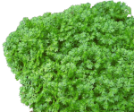 Selaginella apoda