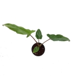 Alocasia lauterbachiana S