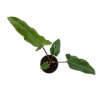Alocasia lauterbachiana S