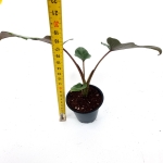 Alocasia lauterbachiana S