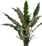 Alocasia Lauterbachiana - przykładowa dorosła roślina