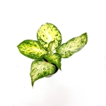 Dieffenbachia Maculata Amy - S
