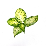 Dieffenbachia Maculata Amy - S