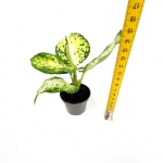 Dieffenbachia Maculata Amy - S