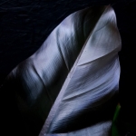 Philodendron Lisa / Majesty