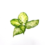 Dieffenbachia Maculata Amy - S