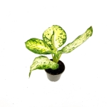 Dieffenbachia Maculata Amy - S