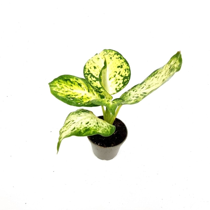 Dieffenbachia Maculata Amy - S