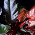 Philodendron Lisa / Majesty