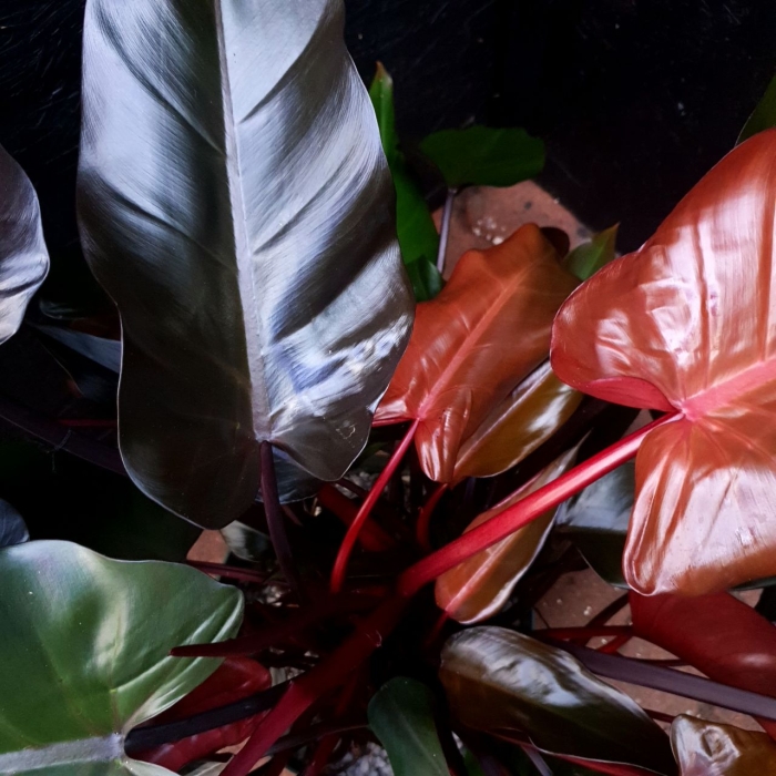 Philodendron Lisa / Majesty