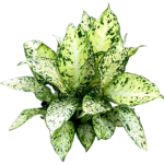 Dieffenbachia Maculata Amy - poglądowe zdjęcie gatunku