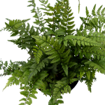Polystichum tsus - simense - S