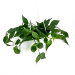 Hoya polyneura - XL