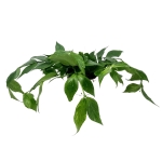 Hoya polyneura - XL