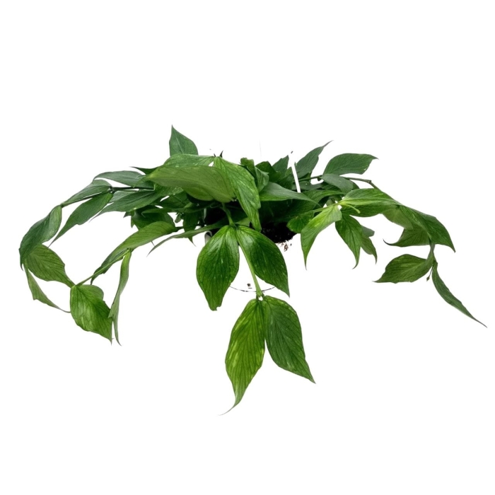 Hoya polyneura - XL
