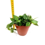 Hoya krohniania green - M