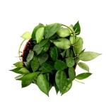 Hoya krohniania green - M