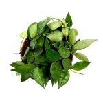 Hoya krohniania green - M