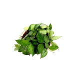 Hoya krohniania green - M