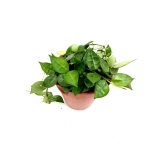 Hoya krohniania green - M