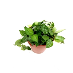 Hoya krohniana green