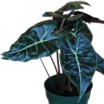 Alocasia Longiloba - poglądowe zdjęcie gatunku