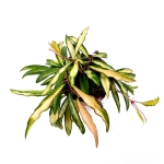 Hoya wayetii tricolor - M