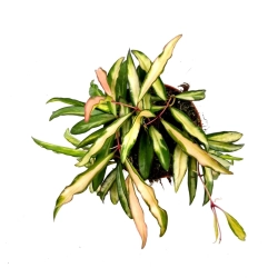 Hoya wayetii tricolor - cięty węzeł