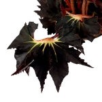 Begonia Black Fang - liść