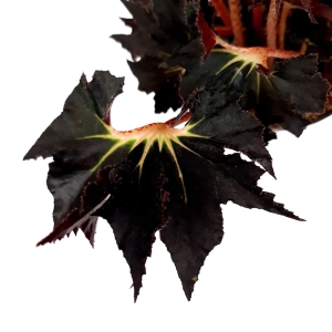 Begonia Black Fang