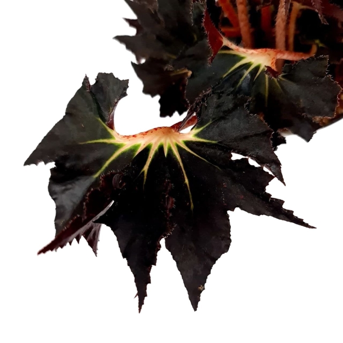 Begonia Black Fang - liść